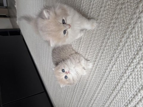 British longhair erkek
