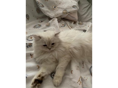 British longhair kızım miyaya uygun eş arıyoruz
