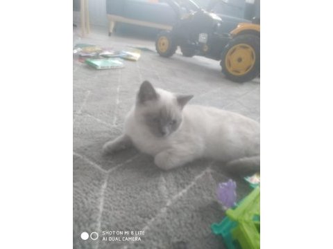 Saf kan eğitimleri tam british shorthair