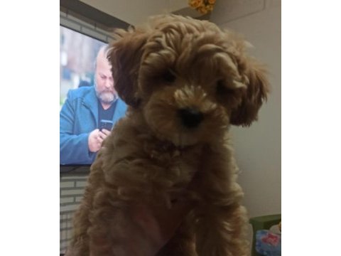 Toy poodle köpeğimiz