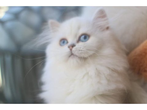 Silver point erkek british longhair