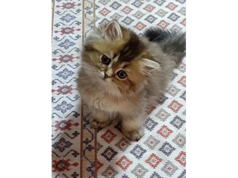 3 aylık erkek yavru british longhair
