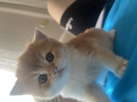 Ny11 erkek yavru british shorthair