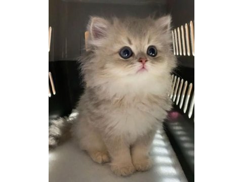British longhair gri renk yeni sütten kesilme