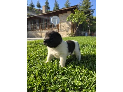 Safkan amerikan akita minikler