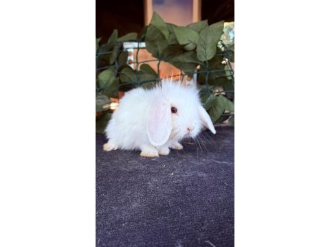 Safkan hollanda tedy lop yavru tavşan