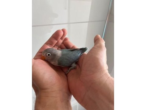 Yeme düşmüş cennet papağanı