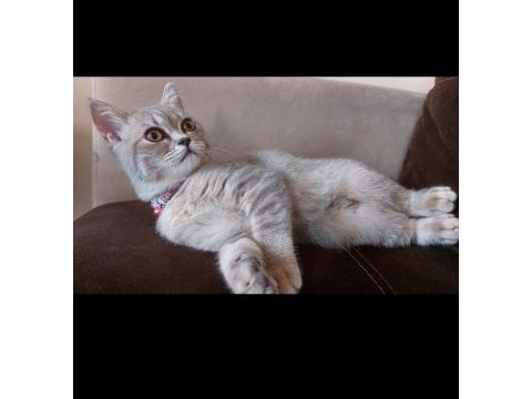3 aylık dişi british shorthair yavrumuz