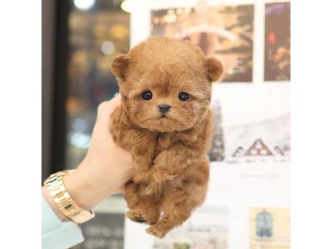 En akıllı ve tatlı toy poodle bebeklerımız