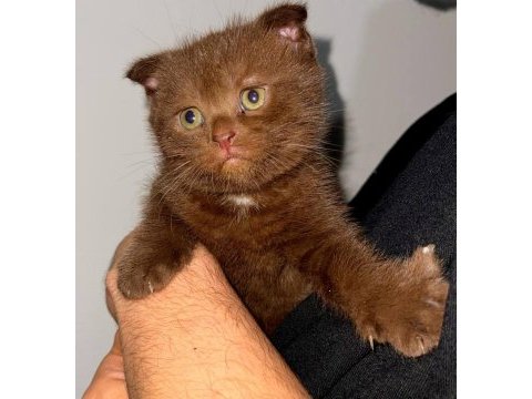 Scottish fold çikolata yavrumuz