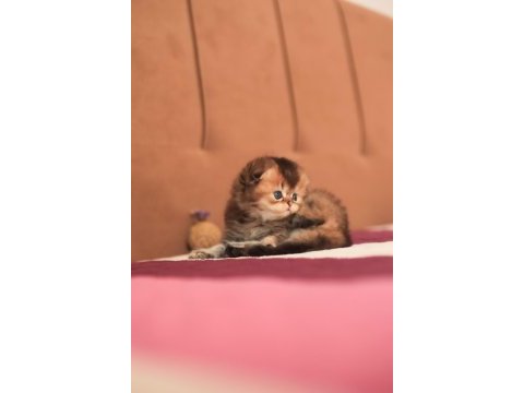Erkek sıfır kulak üst kaliteli scottish fold
