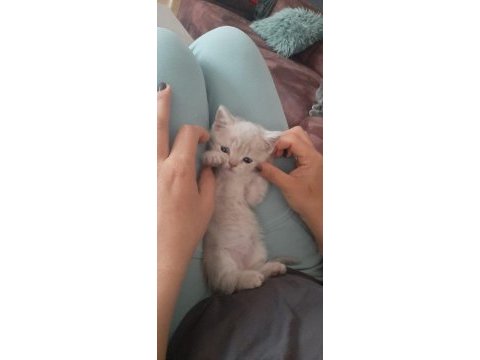 British shorthair orjinal sevimli yavru kedi lılac