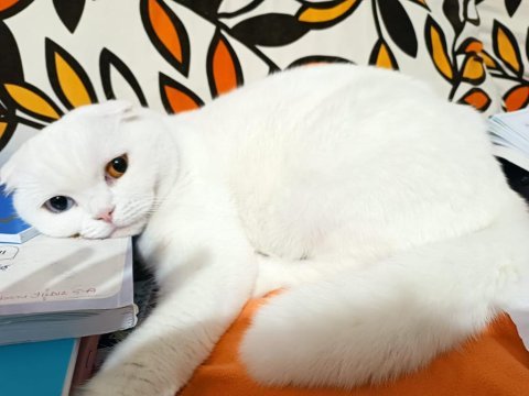 Beyaz scottish fold prenses