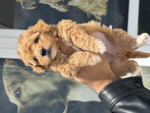 Ankaranın  en özel kore maltipoo yavruları