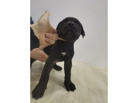 A class siyah presa canario
