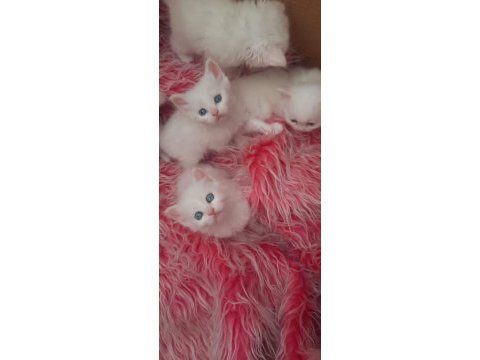 British shorthair kedisi