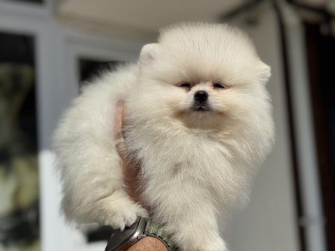 Show kalite teddy face pomeranian boo yavrular