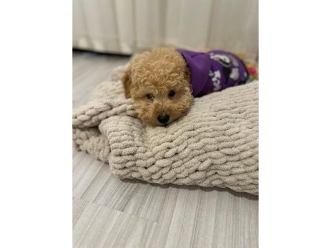 Acil toy poodle erkek