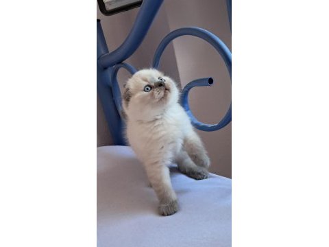 Scottish fold point erkek