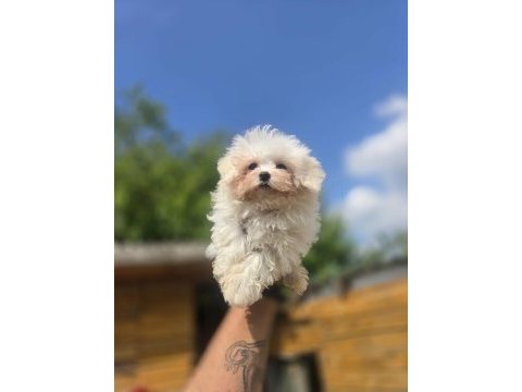 Sağlık ve ırk garantili maltese terrier yavrular