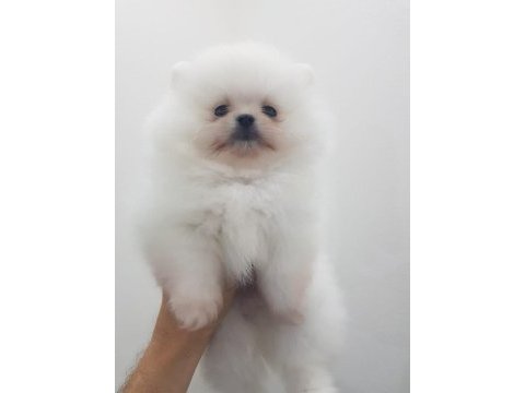 A kalite pomeranian bebekler