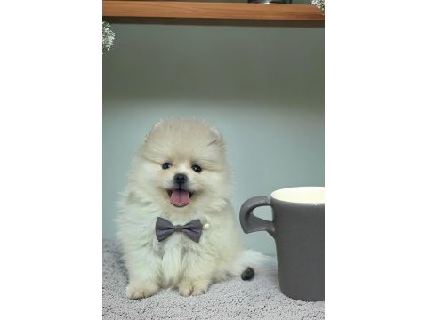 Antalyada 3 aylık erkek ve dişi pomeranian boo