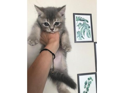 British longhair 4 yavrumuz