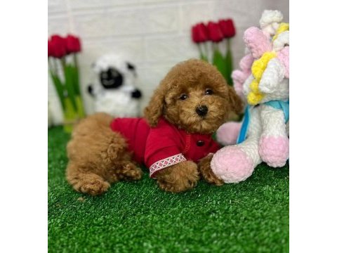 Ruhsatlı köpek çiftliğinden toypoodle yavrularımız 