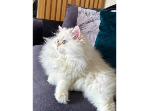 Saf kanlı aile şecereli british longhair