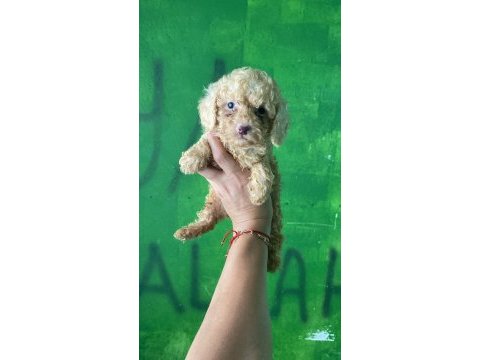 Orijinal toy poodle yavrularım