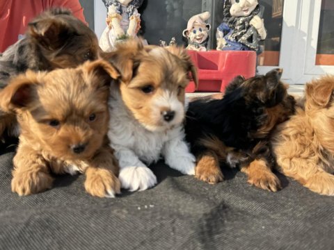 Show kalite tea cup morkie yavrularımız