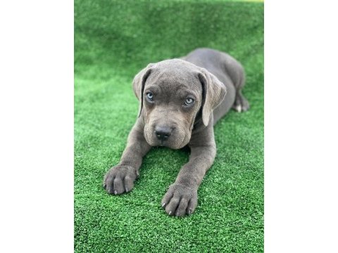 Cane corso dişi köpeğimiz