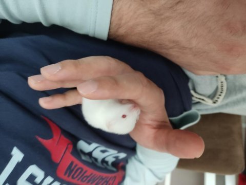 Tatlı hamster yavrucuklar çok tatlılar
