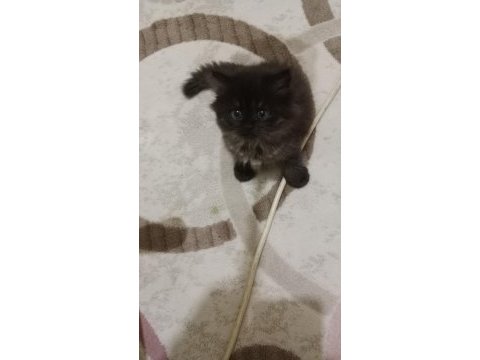 British longhair 45 günlük