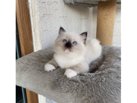 Safkan scrli anne-babadan ragdoll yavrular