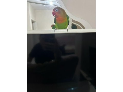 Yavru cennet papağanı