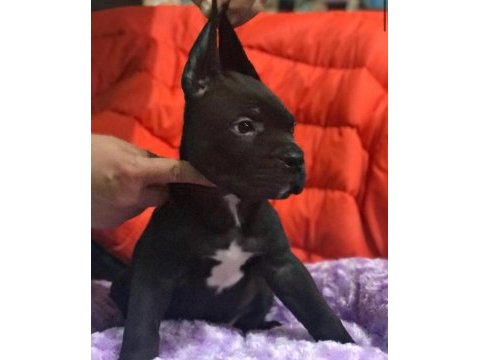 Cane corso koca kafa yavrular
