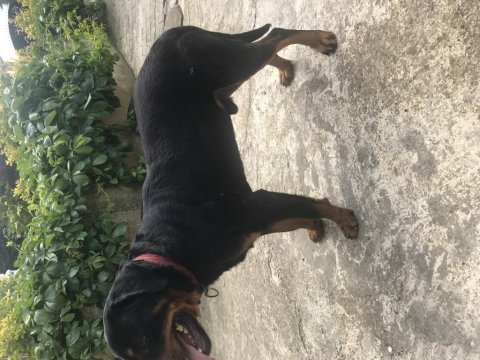 Safkan rottweiler