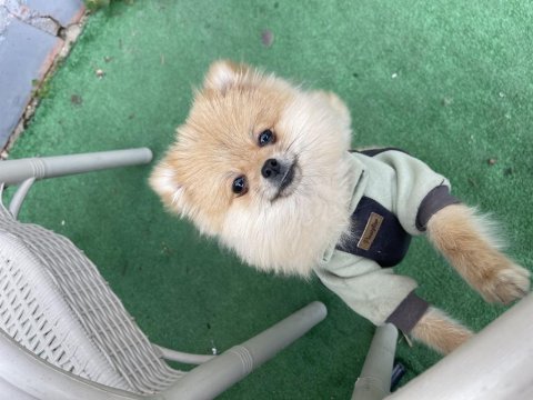 5 aylık dişi pomeranian boo