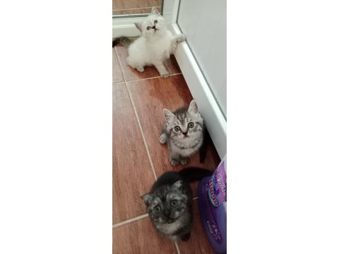 British shorthair kediler