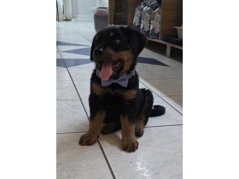 3.5 aylık erkek rottweiler