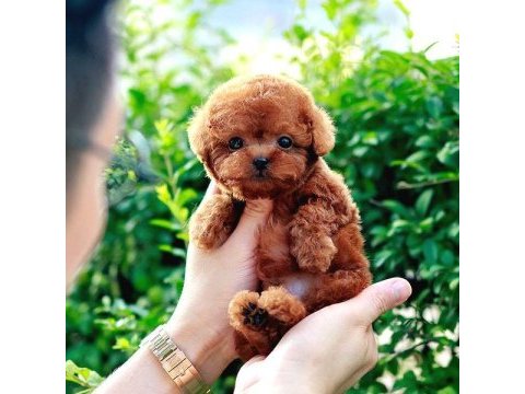 Toy poodle bebek köpeklerim