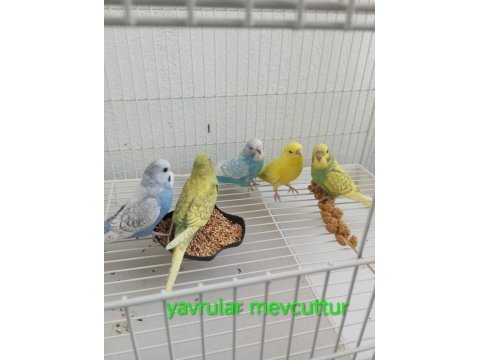 Yavru takım yetişkin erkek dişi muhabbet kuşu