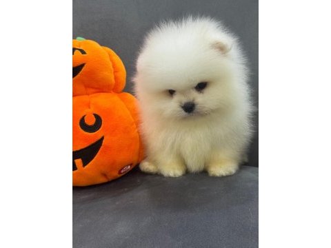 Ankaranın elit safkan pomeranian yavruları
