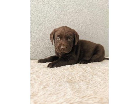 Labrador bebeklerimiz