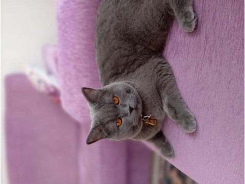 British shorthair uyumlu kedimiz