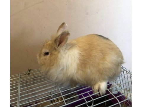 Damızlık dişi teddy lop tavşan