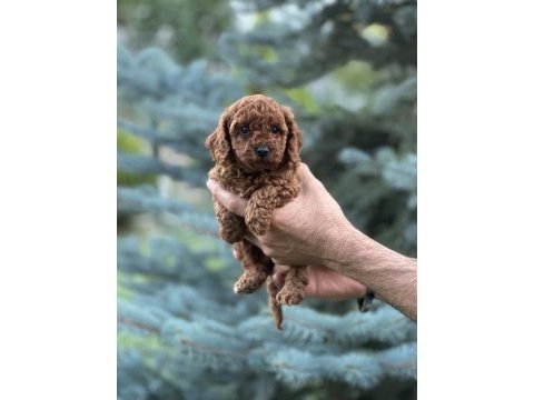 Toy poodle kore bebekler teslime hazırlar