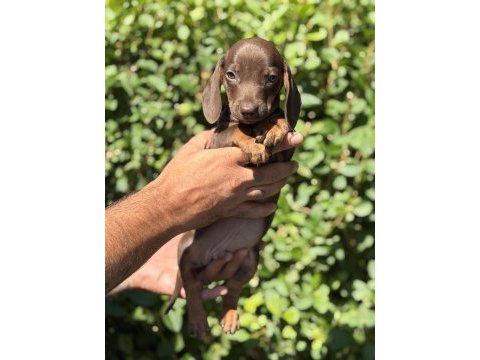 Chocolatte tan yeşil gözlü dachshund yavrumuz