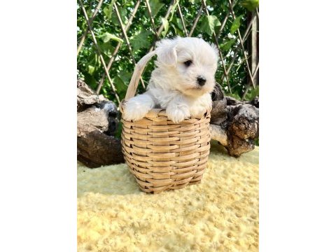 Kar beyaz maltese terrier yavrular